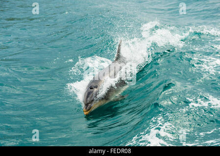 Grand dauphin (Tursiops espèce) équitation la vague d'un bateau dans Popoure rejoindre Marlborough Sounds Nouvelle-zélande Banque D'Images