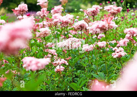 Les fleurs roses de Spiraea japonica, la spirée Japonais ou Japonais spiraea Banque D'Images