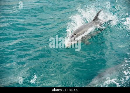 Les grands dauphins (Tursiops espèce) équitation la vague d'un bateau dans Popoure rejoindre Marlborough Sounds Nouvelle-zélande Banque D'Images