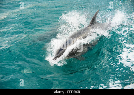 Grand dauphin (Tursiops espèce) équitation la vague d'un bateau dans Popoure rejoindre Marlborough Sounds Nouvelle-zélande Banque D'Images