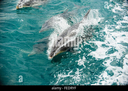 Les grands dauphins (Tursiops espèce) équitation la vague d'un bateau dans Popoure rejoindre Marlborough Sounds Nouvelle-zélande Banque D'Images