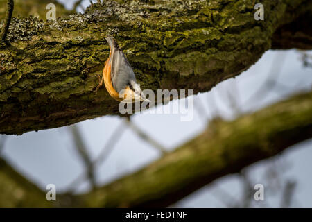 Blanche perchée sur une branche d'arbre au soleil - Yorkshire wildlife, UK Banque D'Images