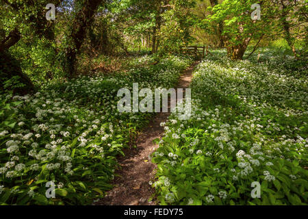 Un chemin bien usé par woodland a de grandes banques d'ail parfumer Ramsons plantes en pleine floraison menant à un kissing gate. Banque D'Images