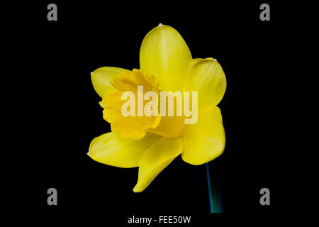 Jonquille Banque D'Images