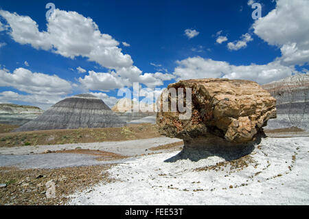 Socle pétrifiés connectez-vous le long du sentier dans la Blue Mesa Painted Desert et Petrified Forest National Park, Arizona, USA Banque D'Images