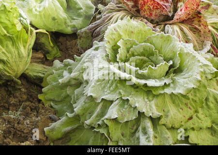 Salade de gel après une nuit froide en hiver Banque D'Images