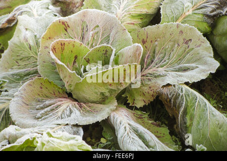Salade de gel après une nuit froide en hiver Banque D'Images