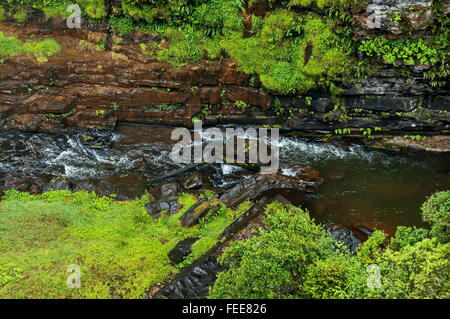 Ravin après MacMac cascade, Mpumalanga, Blyde River area, Sabie, Afrique du Sud Banque D'Images