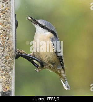 Dans Mainsriddle sittelle jardin, près de RSPB Mersehead, Dumfries et Galloway, UK Banque D'Images