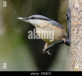 Dans Mainsriddle sittelle jardin, près de RSPB Mersehead, Dumfries et Galloway, UK Banque D'Images