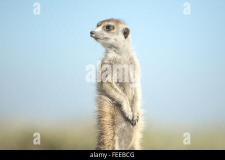 Meerkat sur open veld au Botswana Banque D'Images