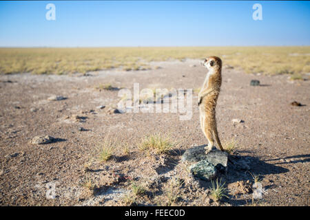 Meerkat sur open veld au Botswana Banque D'Images