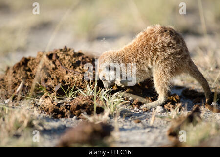 Meerkat sur open veld au Botswana Banque D'Images