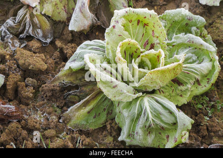 Salade de gel après une nuit froide en hiver Banque D'Images