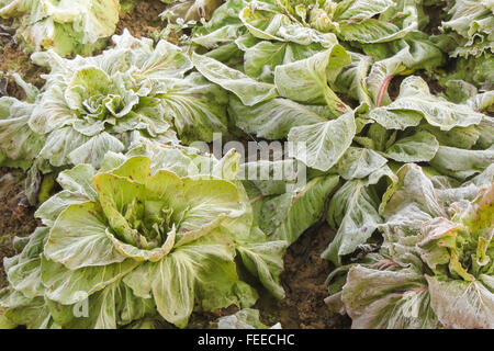 Salade de gel après une nuit froide en hiver Banque D'Images
