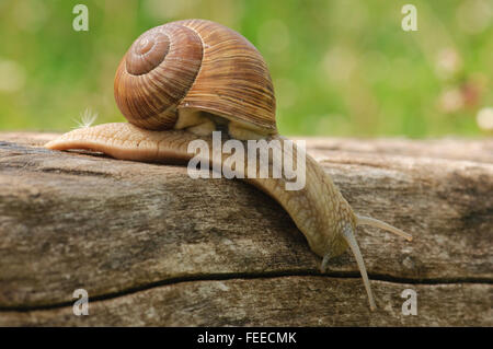 Escargot de Bourgogne Helix pomatia Banque D'Images