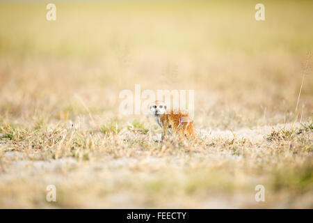 Meerkat sur open veld au Botswana Banque D'Images