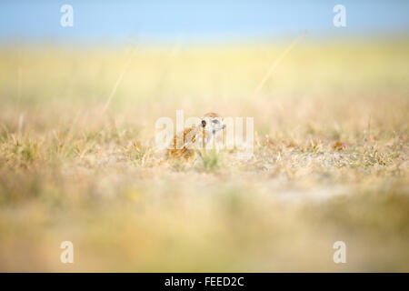 Meerkat sur open veld au Botswana Banque D'Images