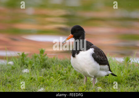 Huîtrier pie Haematopus ostralegus Eurasian juvénile se reposant dans l'herbe Banque D'Images