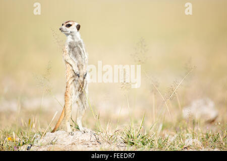 Meerkat sur open veld au Botswana Banque D'Images