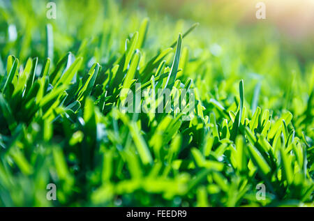 Frais vert pelouse, fond naturel de printemps, journée ensoleillée, beau motif floral, terrain de football Banque D'Images