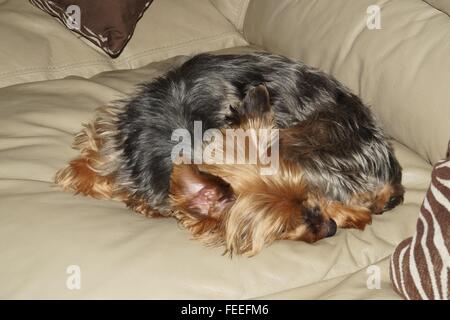 Le chien de mon cousin, nommé dude. Banque D'Images