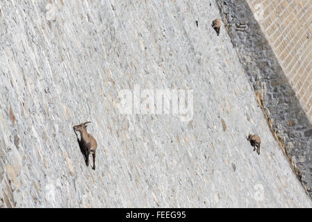 Steinbocks escalade sur le mur de la digue du lac Campliccioli au coeur de la vallée d'Antrona, Ossola, Alpes Italiennes Banque D'Images