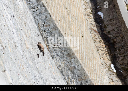 Steinbocks escalade sur le mur de la digue du lac Campliccioli au coeur de la vallée d'Antrona, Ossola, Alpes Italiennes Banque D'Images