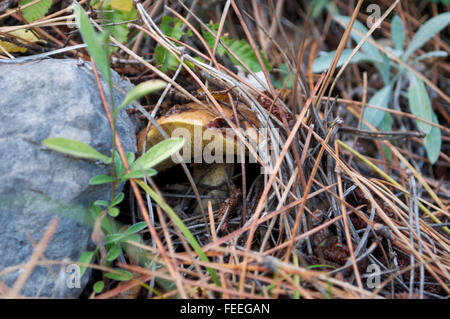 Un champignon comestible sous les aiguilles de pin dans la forêt Banque D'Images