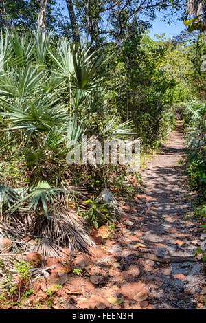 Ft. Lauderdale, en Floride. Le palmetto de scie le long du sentier de hamac, Hugh Taylor Birch State Park. Banque D'Images