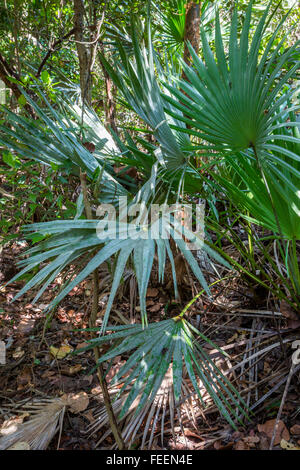 Ft. Lauderdale, en Floride. Le palmetto de scie le long du sentier de hamac, Hugh Taylor Birch State Park. Banque D'Images