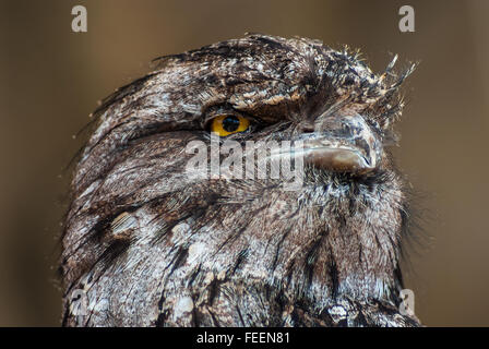 Un fauve en captivité une grille supérieure (Podargus strigoides). Banque D'Images