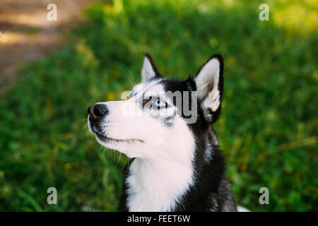 Face heureux jeune chien Husky aux yeux bleus et l'expression intelligente. Se reposant dans un livre vert de l'herbe d'été. Vue latérale, close-up. Banque D'Images