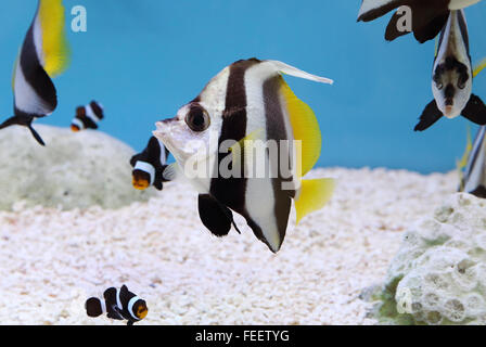 Scolarité Bannerfish colorés. Nom scientifique : Heniochus diphreutes, Pennantfish, Pennant poisson papillon Banque D'Images