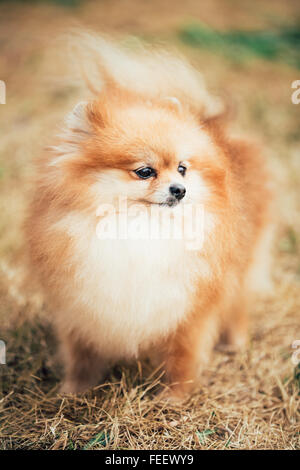 Active, ludique Pomeranian Spitz nain rouge petit chien à l'extérieur. Banque D'Images