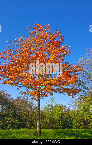 Les feuilles d'or d'automne contre le ciel bleu Banque D'Images