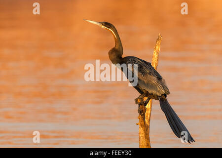 Anhinga rufa African darter perche d'oiseaux du lac Kariba Banque D'Images