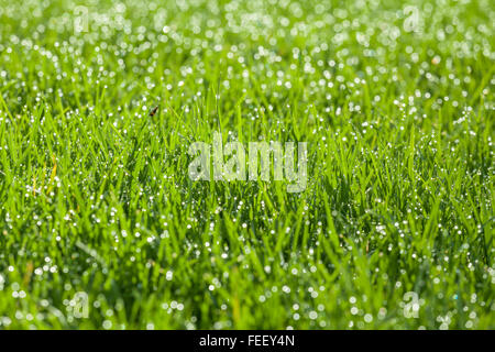 Green gazon mouillé avec des gouttes de rosée sur les pales et d'un bug dans la lumière du matin. Banque D'Images