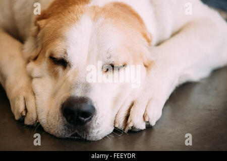 Chien de Berger d'Asie centrale. L'Asie centrale Ovcharka est une grande race de chien, type Molossoid race de chien d'origine de l'époque soviétique un Banque D'Images