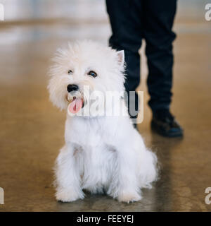 White West Highland White Terrier (Westie, Westy) Portrait de chien Banque D'Images