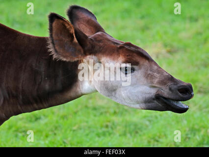 L'Okapi (okapia johnstoni) Banque D'Images