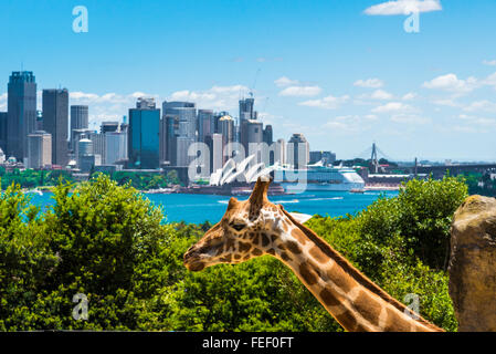 Sydney, Australie - 11 janvier 2014 : Girraffe à Zoo de Taronga à Sydney avec le Harbour Bridge en arrière-plan. Banque D'Images