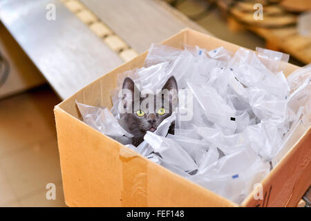 Chat sans-abri assis dans une boîte en carton, y compris les emballages plastiques en stock. Banque D'Images