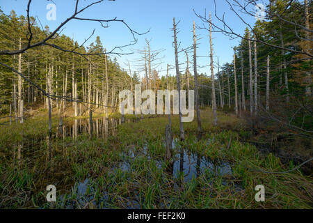 Les marais, l'île de Sakhaline, en Russie. Banque D'Images