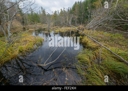 Les marais, l'île de Sakhaline, en Russie. Banque D'Images