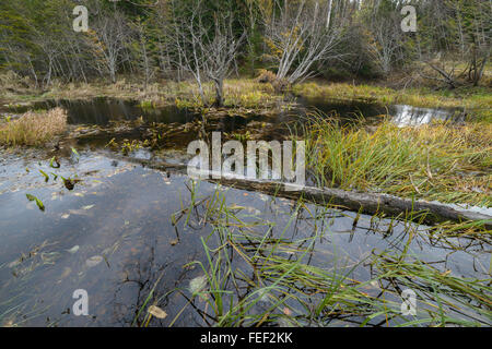 Les marais, l'île de Sakhaline, en Russie. Banque D'Images