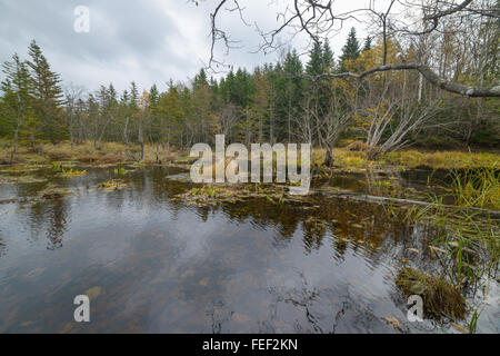 Les marais, l'île de Sakhaline, en Russie. Banque D'Images