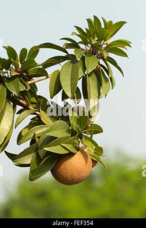 Chikoo de fruits et de plantes. Belgaum, Karnataka, Inde Banque D'Images