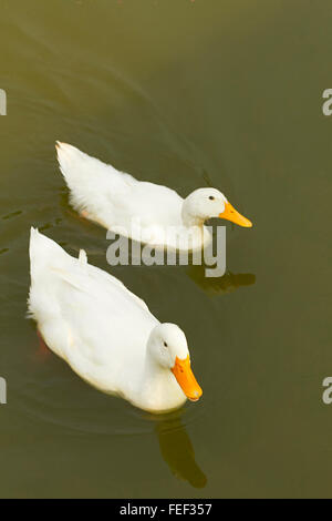 Canard de Pékin américain à un parc de la ville, Belgaum, Karnataka, Inde Banque D'Images