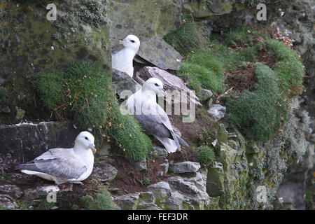 Le Fulmar boréal (Fulmarus glacialis) assis sur une falaise, Mainland, Shetland, Scotland, UK. Banque D'Images